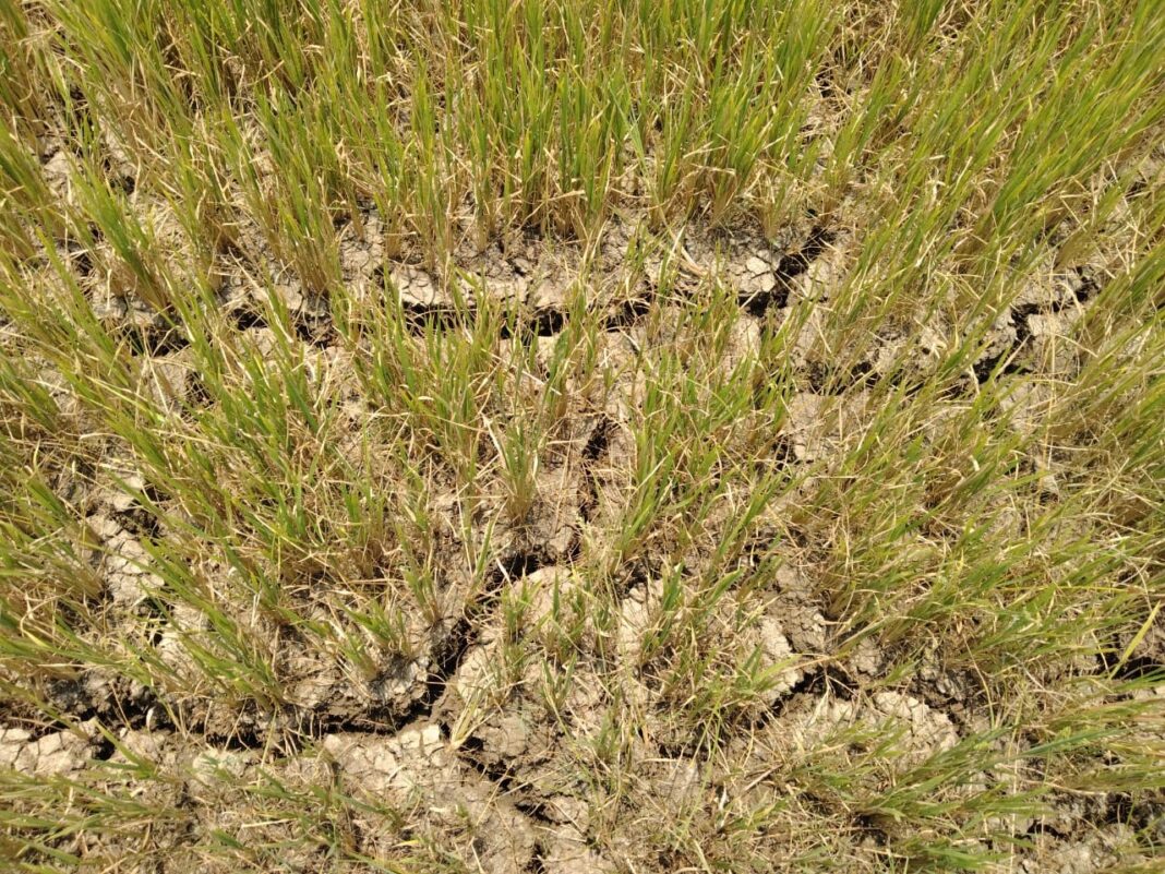 लो-वोल्टेज, बिजली कटौती ने किया किसानों को परेशान, सूख रही फसल