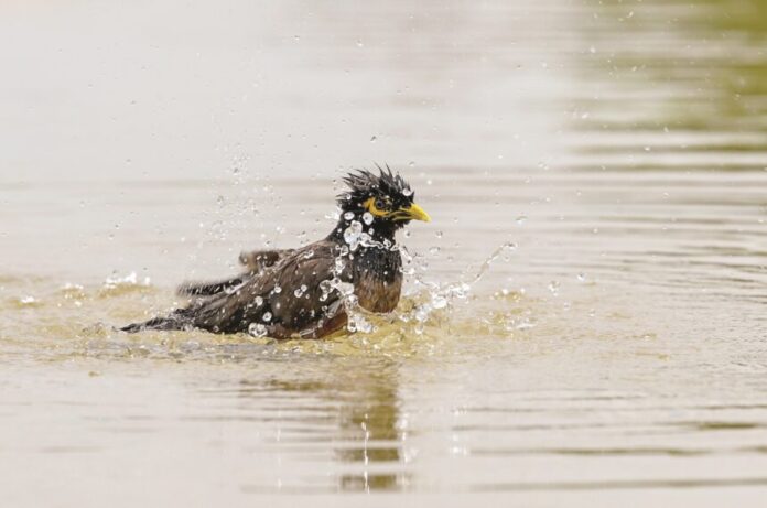 A Myna bird takes a bath to beat the heat on a hot summer day