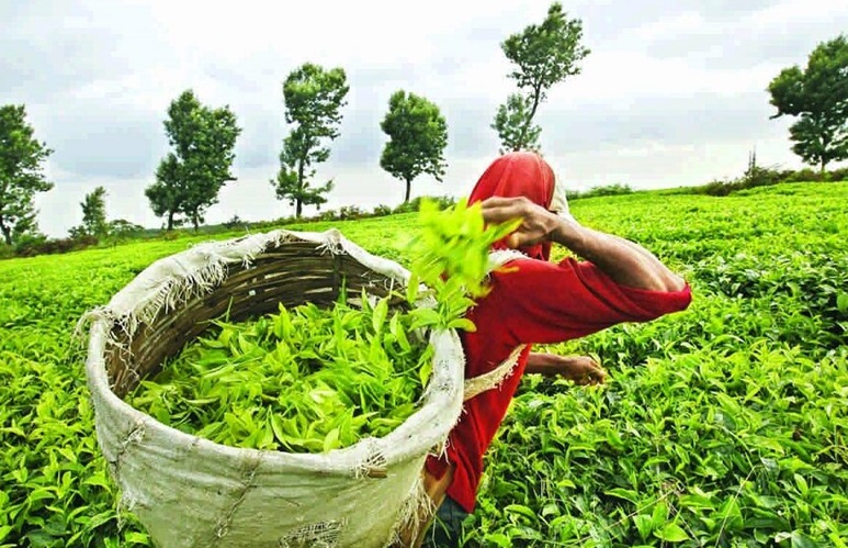 इतिहास के पन्नों में 21 मईः चाय को कोल्ड ड्रिंक से कम नहीं समझिए