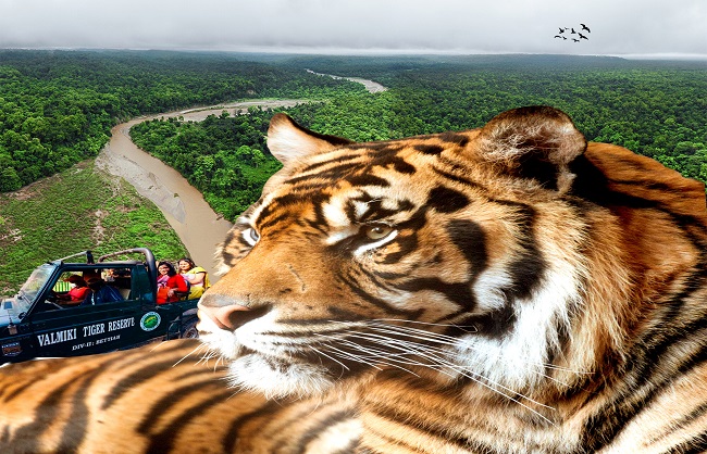 बिहार के वाल्मीकि टाइगर रिजर्व में चार वर्षीय बाघिन का मिला शव