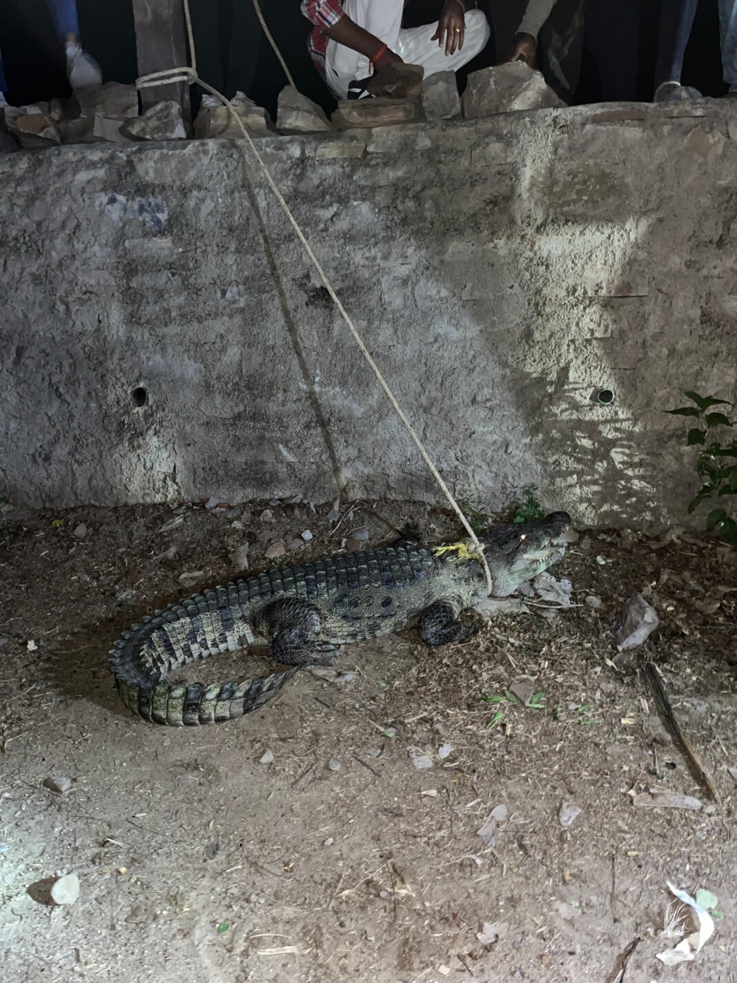 तालाब ना नाला, मड़ावदा में सड़क पर आए मगरमच्छ को देख दहशत में आए ग्रामीण