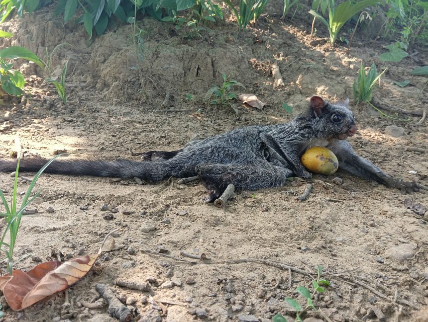 खेत के पास मिला दुर्लभ वन्य प्राणी, जंगल में छोड़ा गया