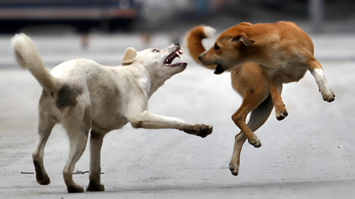 stray_dogs-sixteen_nine