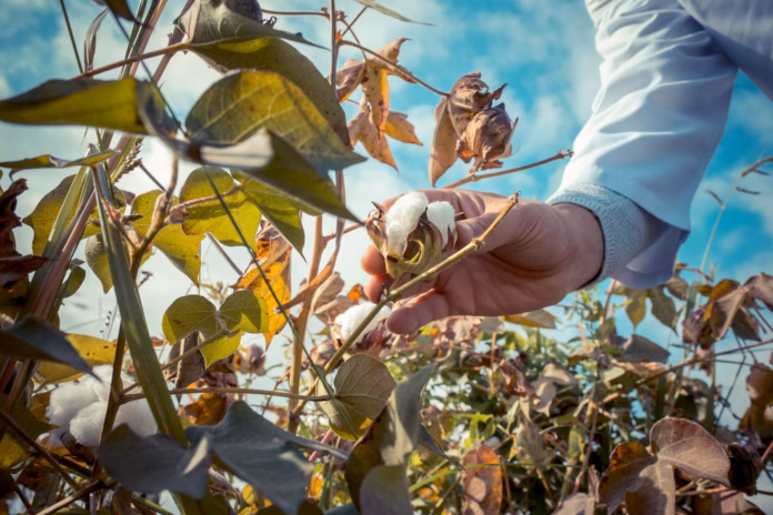 farmer-gathering-cotton-plantation_114579-3993
