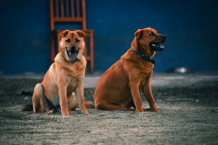two-dogs-sit-ground-one-has-tag-it_5850-1158
