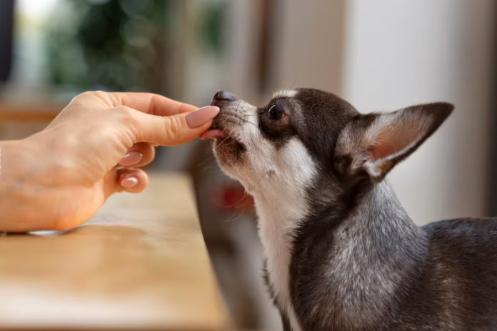 view-adorable-chihuahua-dog-getting-some-treats-home_23-2149880076