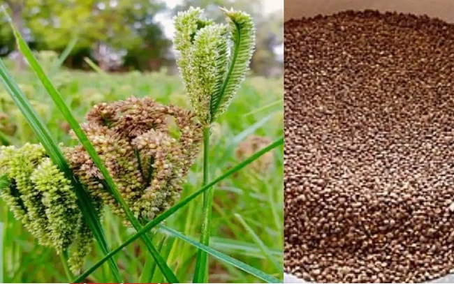 4aad0d9ff11812ebdd5e376fdbef6222_870696772