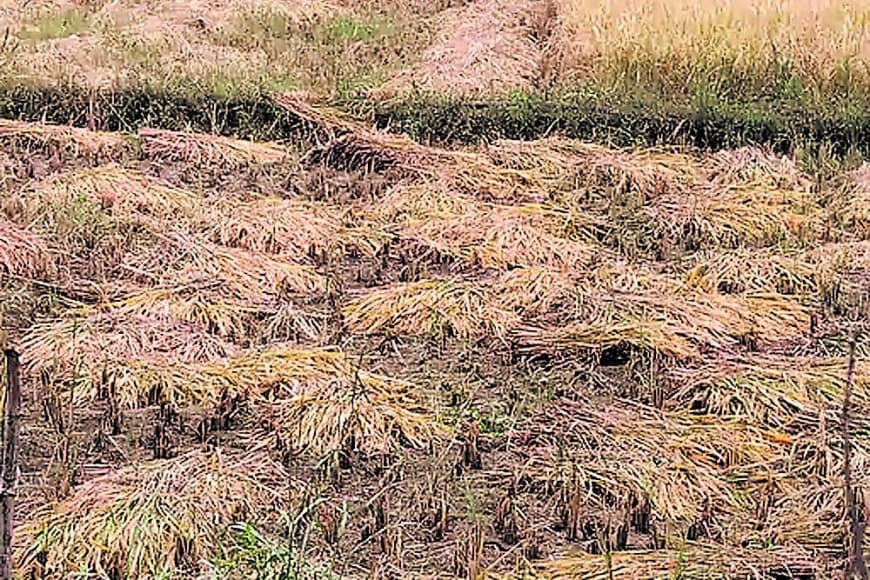 5f301fd6d16e50c8f54d78d16c8f1e4f_603884710