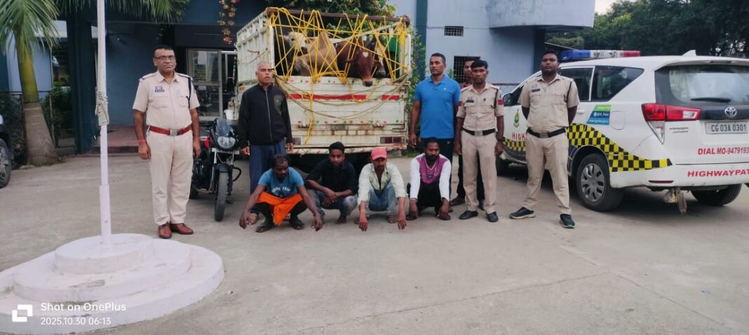 कोरबा में पुलिस की बड़ी कार्रवाई – अवैध पशु परिवहन करते चार आरोपित गिरफ्तार, सात बैल बरामद