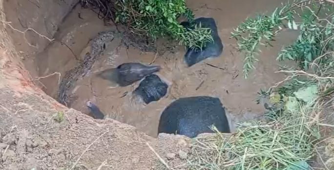 छत्तीसगढ़ में बड़ा हादसा! हरदी गांव के कुएं में गिरे चार हाथी – बचाव अभियान जारी