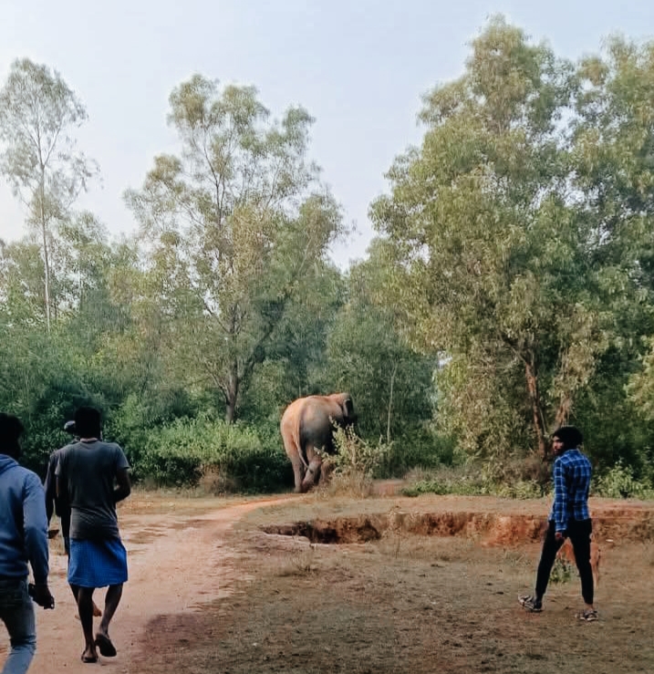 दुर्गाहुड़ी जंगल में दलछुट हाथी की मौजूदगी से दहशत, वन विभाग ने लोगों से सतर्क रहने की अपील