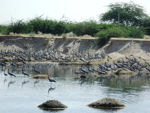 साइबेरिया से छह हजार किलोमीटर की उड़ान, कुरजां पक्षियों का धुंधाड़ा में आगमन