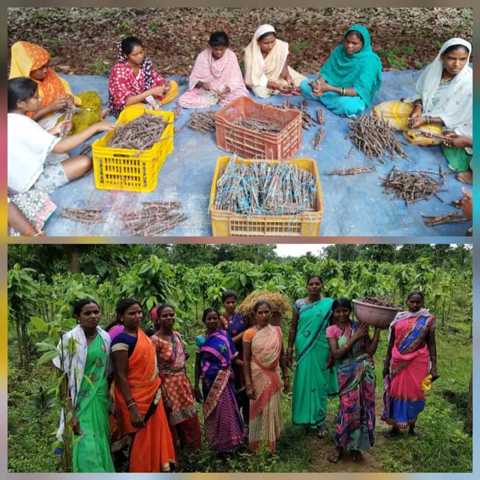 कांकेर के किसान ‘सेमियालता मॉडल’ से कर रहे लाखों की कमाई, बना प्रदेश का नंबर-वन लाख उत्पादक जिला