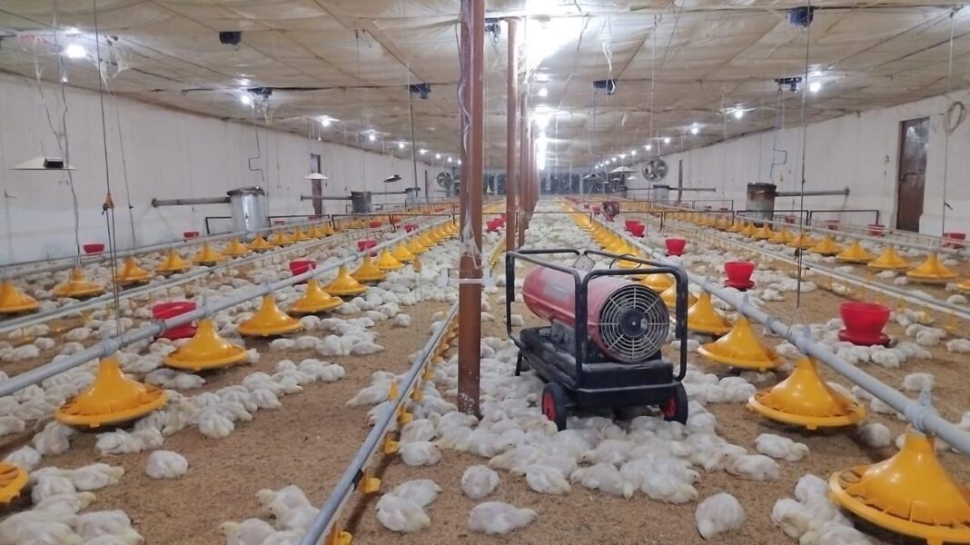 आधुनिक पोल्ट्री उद्यमिता से युवा बन रहे आत्मनिर्भर, गांव में सृजित हो रहा रोजगार