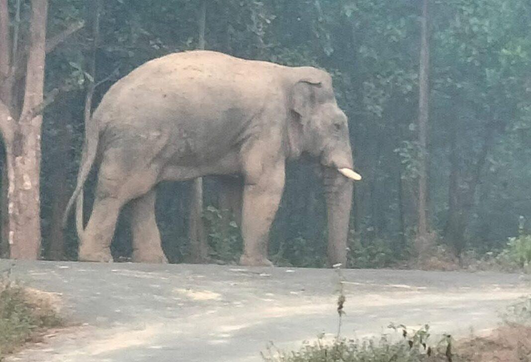 खाजरा में घुसा 12 हाथियों का झुंड, दहशत में गांव खाली