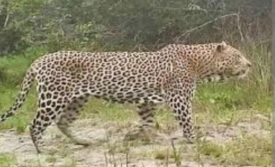 कूड़ामीरपुर में फिर दिखा तेंदुआ, खेतों में दहशत, ग्रामीणों ने पिंजरा लगाने की मांग उठाई