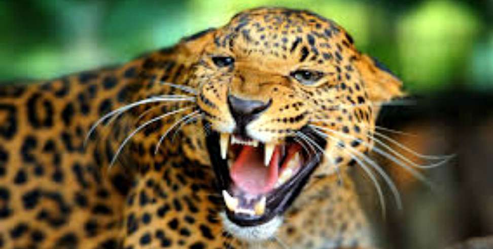 चंपावत में गुलदार के हमले से ग्रामीण की मौत, क्षेत्र में दहशत; वन विभाग के खिलाफ आक्रोश