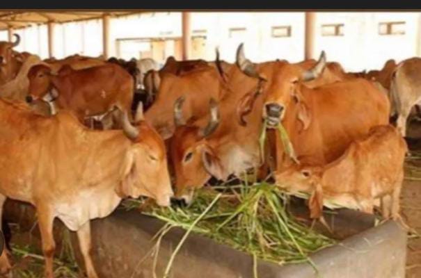 प्रयागराज की तीन गोशालाएं बनेंगी मॉडल गोशाला, सुविधाओं और आर्थिक मजबूती पर जोर