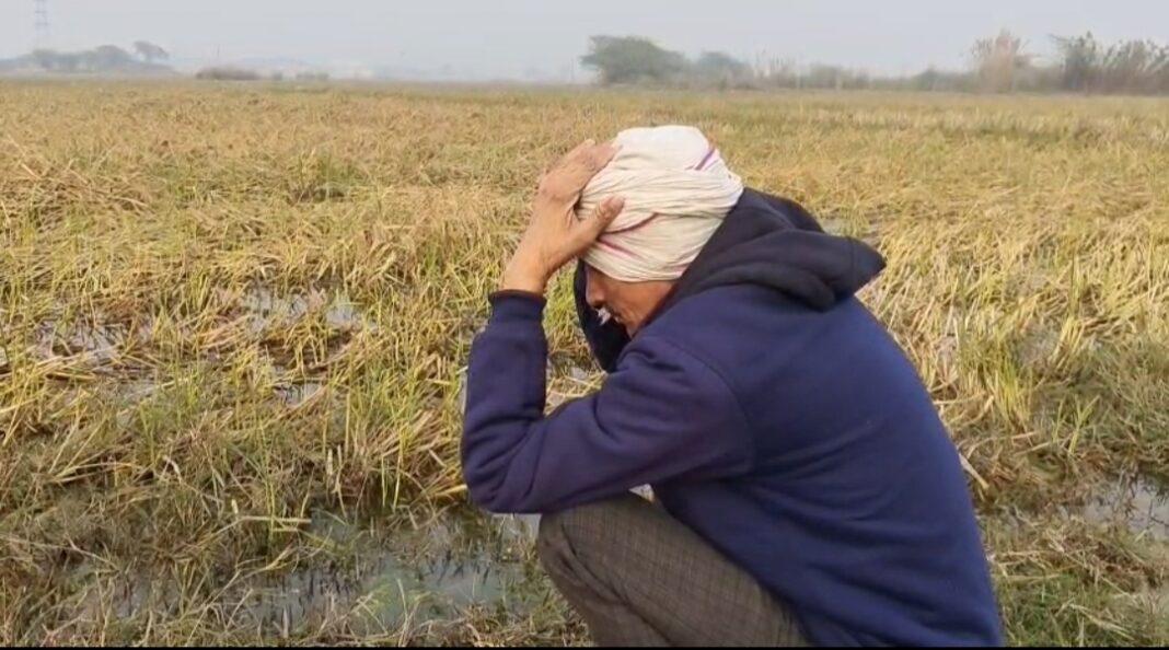 कानपुर देहात के खेतों में पानी बना संकट, जानिए क्यों सड़ रही धान की फसल