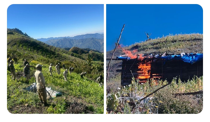 चुराचांदपुर में 40 एकड़ अफीम नष्ट: मणिपुर पुलिस की बड़ी कार्रवाई, नशे पर सख्त वार!