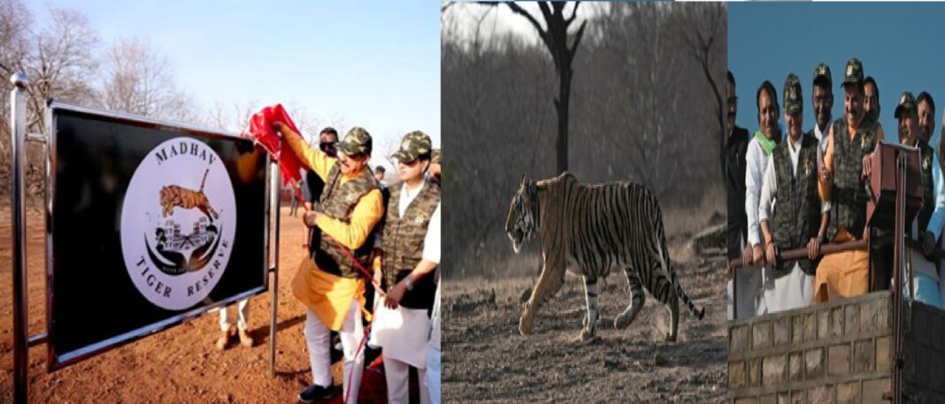 मध्य प्रदेश को मिला 2025 में नया टाइगर रिजर्व, ‘टाइगर स्टेट’ की शान और बढ़ी