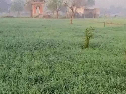 नव वर्ष पर बारिश के आसार, राजस्थान में कड़ाके की सर्दी का कहर जारी