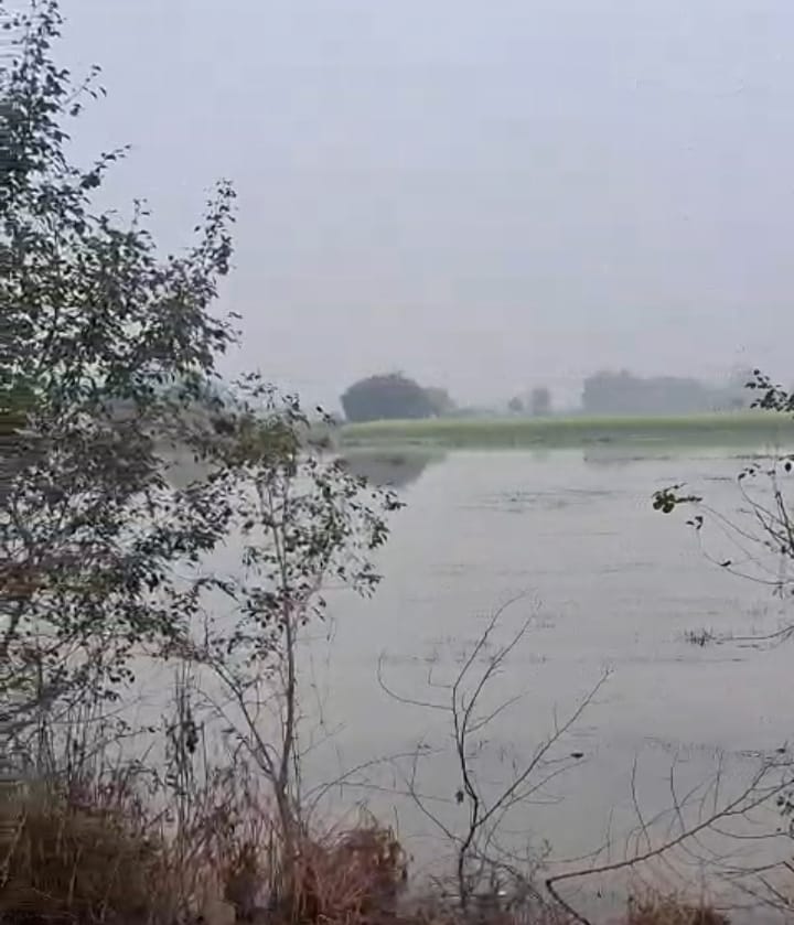 माइनर का पानी बना आफत, नाले के ओवरफ्लो से औरैया में सैकड़ों बीघा फसल तबाह