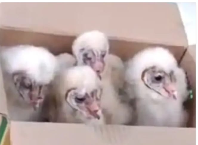 औरैया में भूसे के कमरे में मिले दुर्लभ चूजे, गिद्ध या उल्लू को लेकर ग्रामीणों में कौतूहल