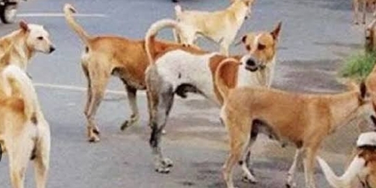 Varanasi Stray Animal Alert: आवारा जानवरों की सूचना टोल फ्री नंबर पर दें – नगर निगम