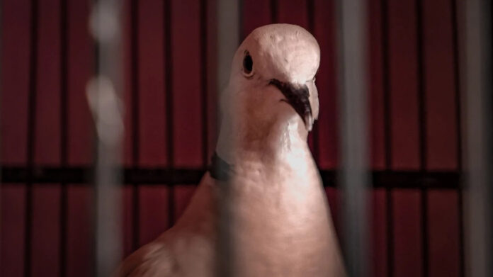 एलओसी के पास पकड़ा गया संदिग्ध कबूतर, जम्मू के अखनूर सेक्टर में सुरक्षा एजेंसियां सतर्क