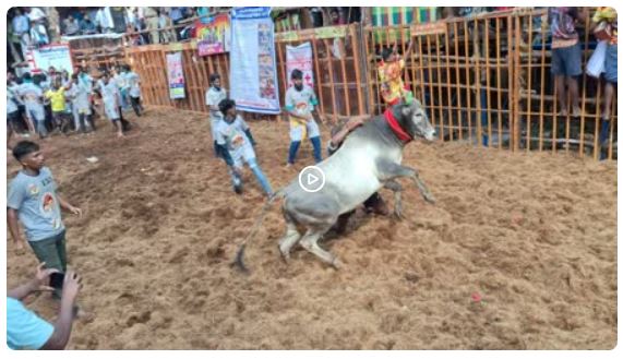 मदुरै के अवनियापुरम में जल्लीकट्टू की धूम, पोंगल पर बैलों और वीरों का रोमांचक मुकाबला