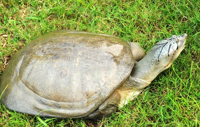 Wildlife Trap-II Action: दुर्लभ कछुओं की तस्करी नाकाम, आरोपी अर्पित झालानी गिरफ्तार