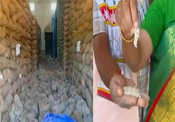 गीदम वेयरहाउस के 33 हजार क्विंटल खराब चावल मिलर्स को लौटाने का आदेश, 20 करोड़ का स्टॉक रिजेक्ट