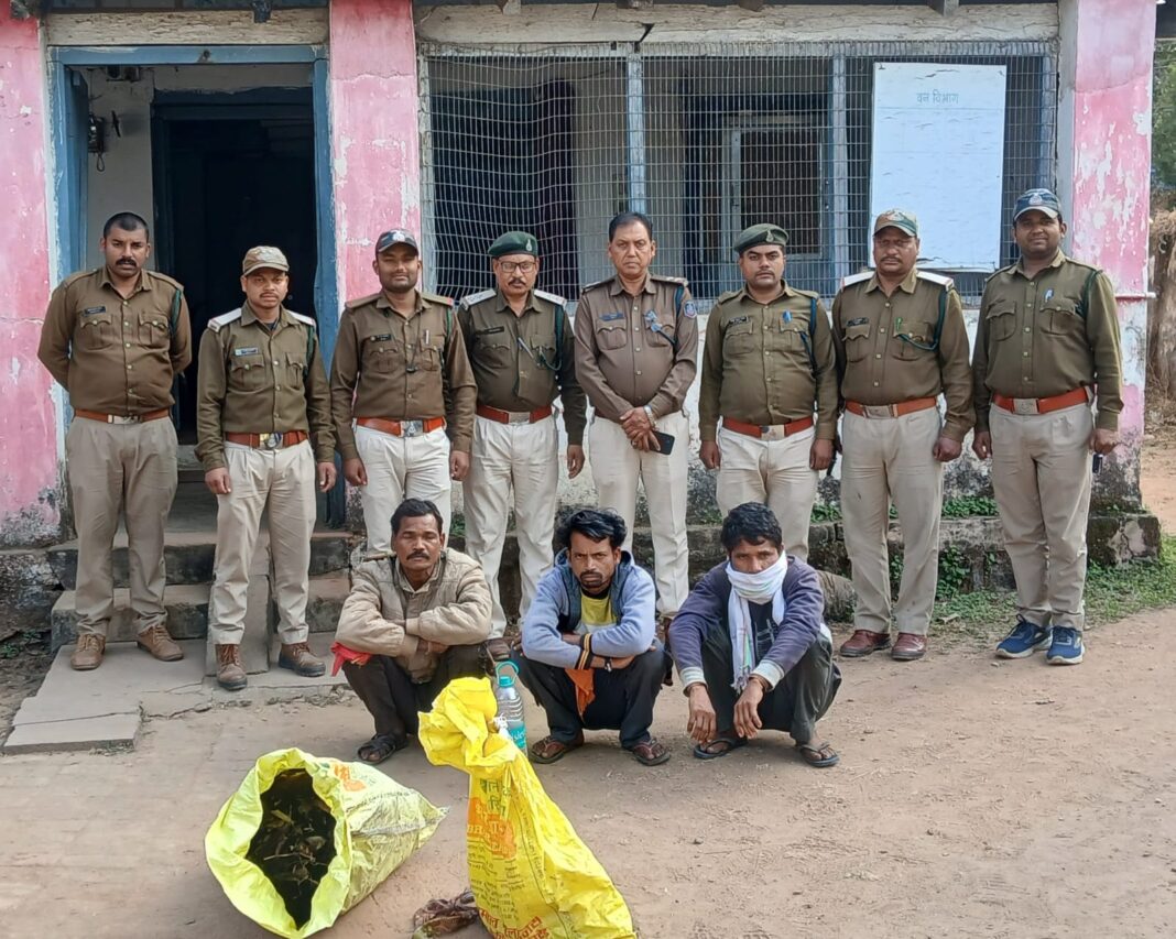 Anuppur Bear Claw Case! मृत भालू के नाखून काटने वाले तीन आरोपी गिरफ्तार