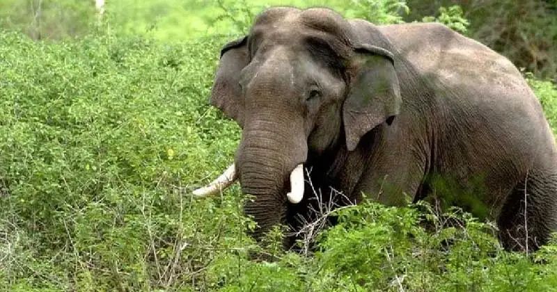 Narayanpur Elephant Attack: तड़के जंगली हाथी का कहर, एक व्यक्ति की मौत