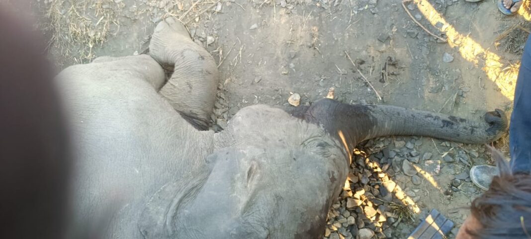 लातेहार में मालगाड़ी की चपेट में आया हाथी का शावक, इलाज से पहले तोड़ा दम