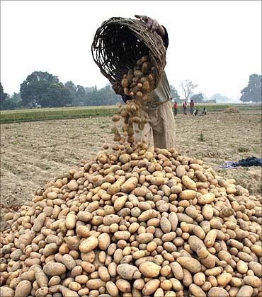 Potato Price Crisis! पश्चिम मेदिनीपुर के किसानों को नहीं मिल रहा उचित दाम