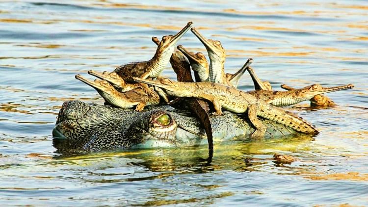 Chambal Wildlife Revival: घड़ियाल से डॉल्फिन तक, चंबल बनी जलीय जीवों की जीवनरेखा