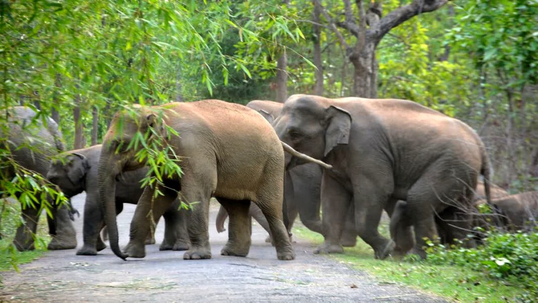 Jhargram Elephant Attack! हाथी के हमले में 57 वर्षीय व्यक्ति की मौत, ग्रामीणों में दहशत