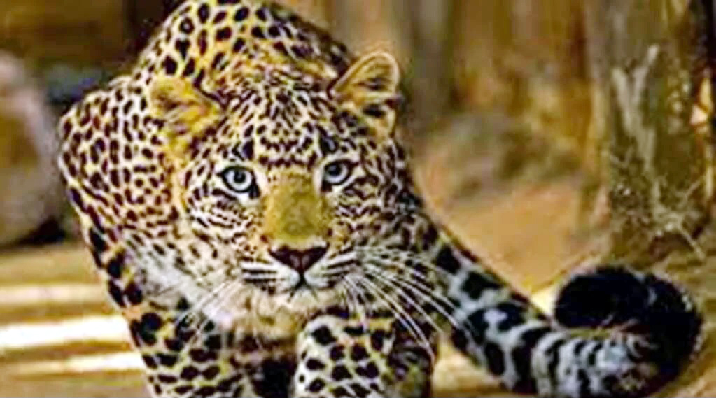 रामगढ़ के झुतिया गांव में तीन गुलदार दिखे, ग्रामीणों में दहशत