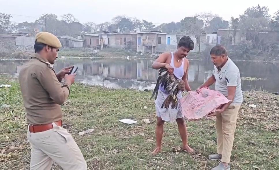 Bhagalpur Bird Rescue: अर्धबेहोश हालत में मिला बाज, समय रहते किया गया सुरक्षित रेस्क्यू