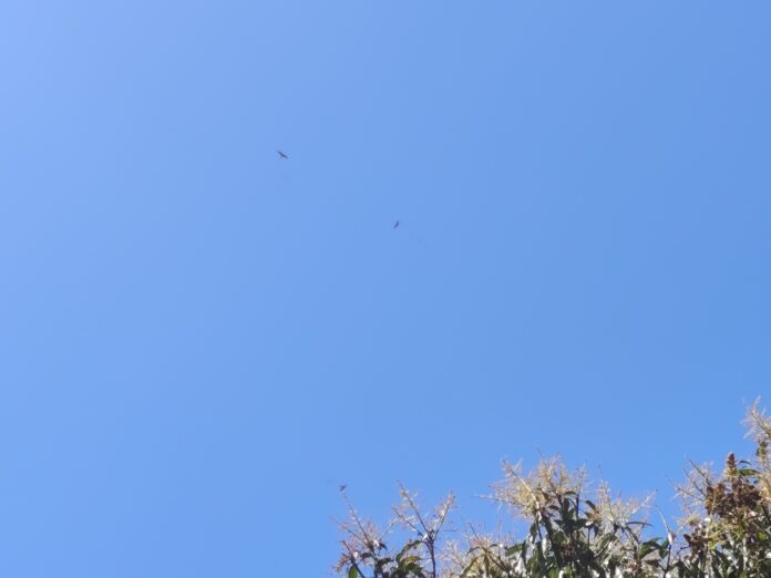 767161c1202809b6cbdfe3026167772e_517756721