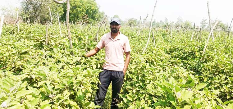 ग्राफ्टेड बैंगन की खेती से अमृत बंजारे बनीं सफल किसान, 80 टन उत्पादन से 9.6 लाख की आय