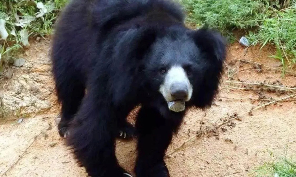 जंगल में भालू का हमला: कांकेर में ग्रामीण की दर्दनाक मौत जंगल में भालू का हमला: कांकेर में ग्रामीण की दर्दनाक मौत