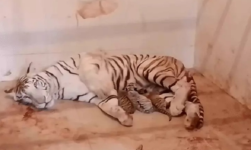 ग्वालियर चिड़ियाघर में खुशखबरी! सफेद बाघिन मीरा ने दिए 3 शावकों को जन्म ग्वालियर चिड़ियाघर में खुशखबरी! सफेद बाघिन मीरा ने दिए 3 शावकों को जन्म