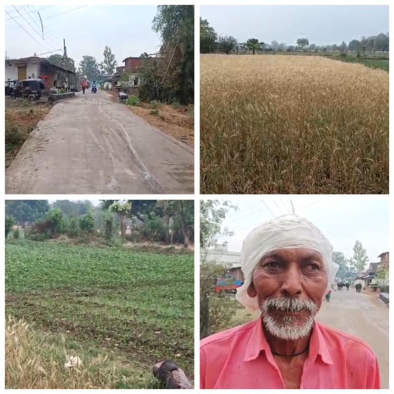 बेमौसम बारिश से उमरिया में तबाही: खेत-खलिहान में फसल खराब, किसानों की बढ़ी चिंता बेमौसम बारिश से उमरिया में तबाही: खेत-खलिहान में फसल खराब, किसानों की बढ़ी चिंता