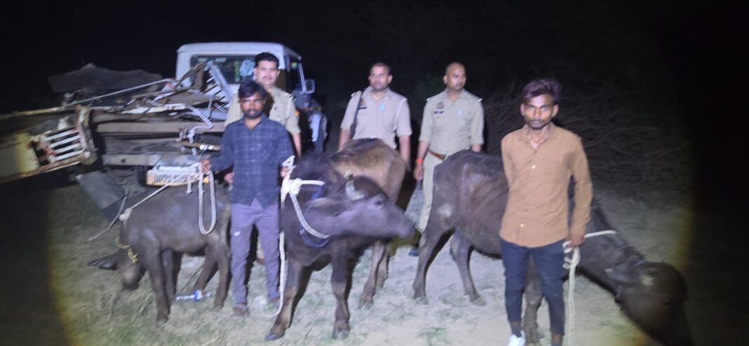 भैंस चोर गैंग का पर्दाफाश! पुलिस मुठभेड़ में 3 गिरफ्तार, एक को लगी गोली – जानें पूरा मामला भैंस चोर गैंग का पर्दाफाश! पुलिस मुठभेड़ में 3 गिरफ्तार, एक को लगी गोली – जानें पूरा मामला