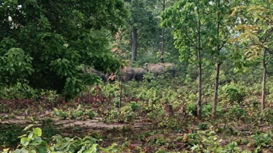 सरगुजा में 13 हाथियों का डेरा, चकेरी गांव में फसलों को भारी नुकसान, वन विभाग अलर्ट सरगुजा में 13 हाथियों का डेरा, चकेरी गांव में फसलों को भारी नुकसान, वन विभाग अलर्ट