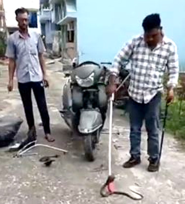 स्कूटी स्टार्ट करने से पहले देख लें! हेडलाइट में छिपा मिला जहरीला कोबरा स्कूटी स्टार्ट करने से पहले देख लें! हेडलाइट में छिपा मिला जहरीला कोबरा