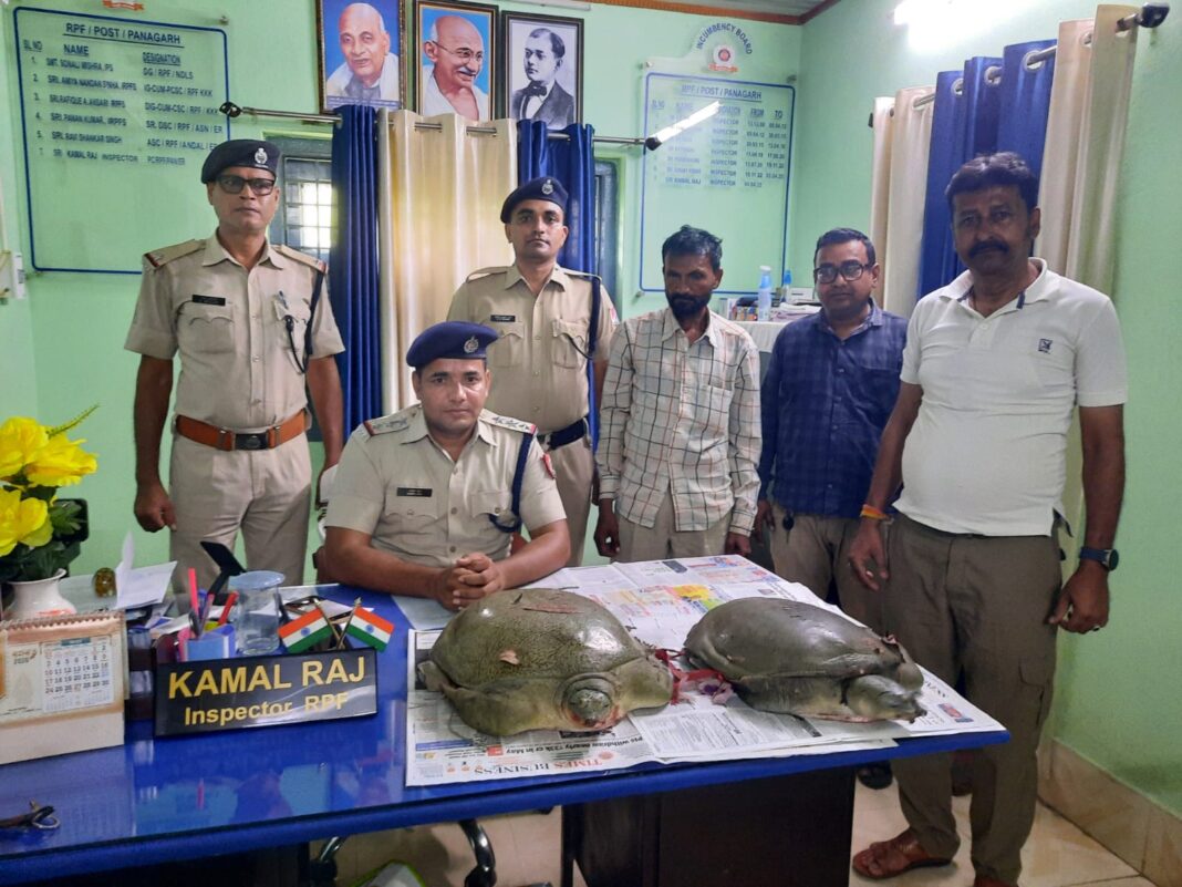 कछुए की तस्करी में पकड़ा गया आरोपी, पुलिस ने की कार्रवाई कछुए की तस्करी में आरोपी पकड़ा गया